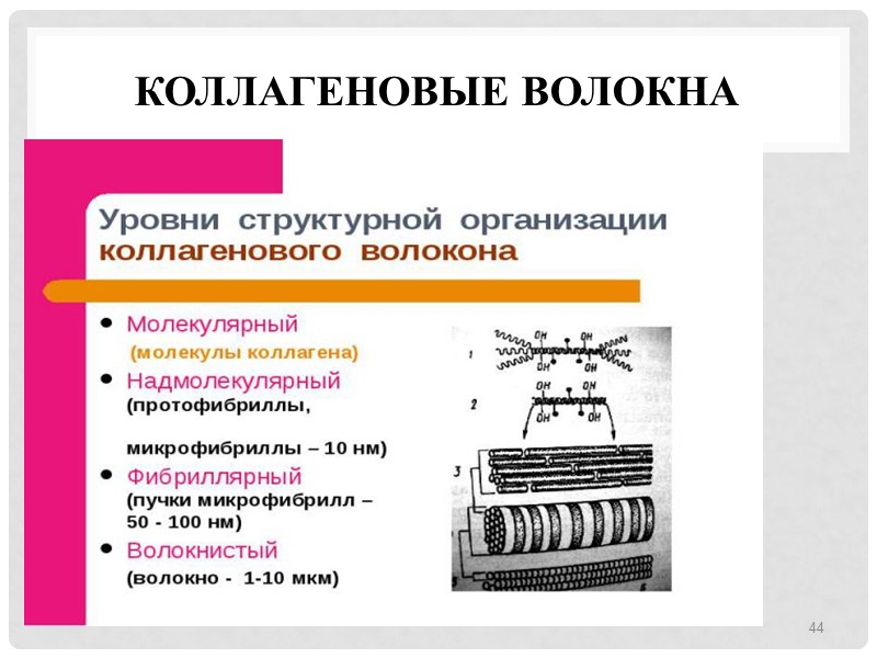 КолЛагеновые волокна 44